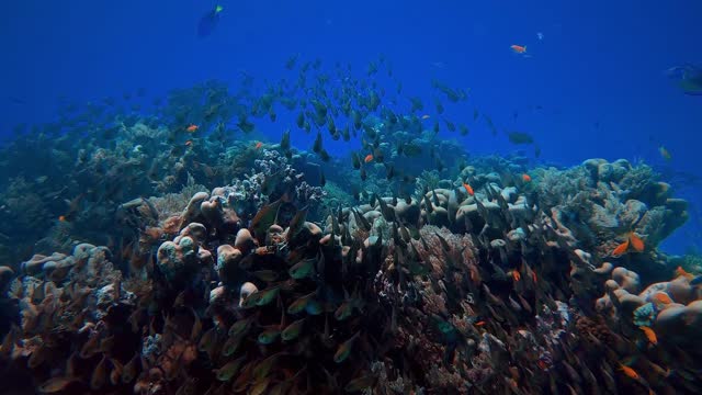 Calming Underwater Scenery - BEAUTIFUL CORAL REEF AQUARIUM