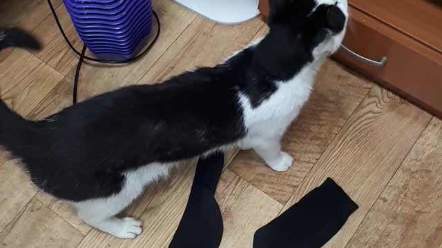 Curious cat ^.^