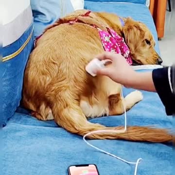 Can your charge your phone "plugging" to your dog?