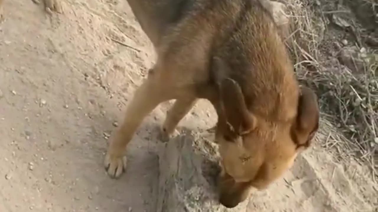 Dog Playing with Rock