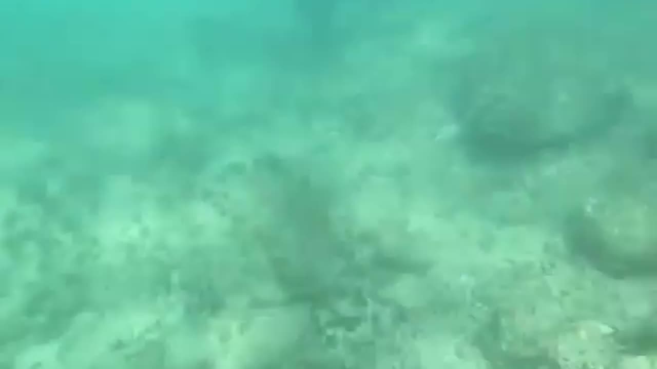 wildlife