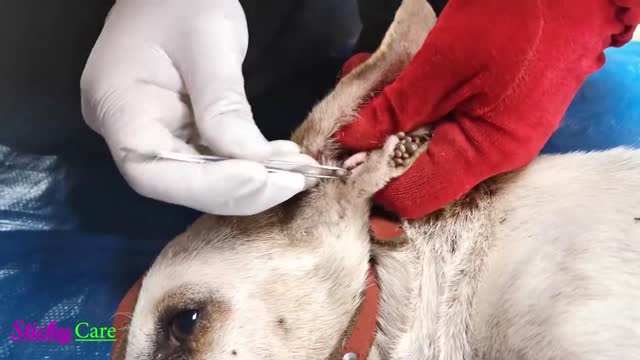 Removing All Ticks From Dogs - Dog Ticks Removing Clips