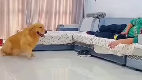 😂funny dog and cat moments😂 !