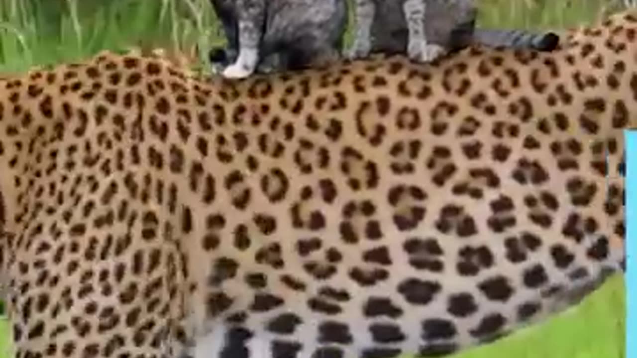 The Amazing World OfCats