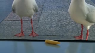 Gulls Going For Fry