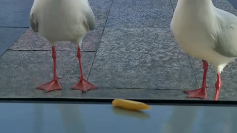 Gulls Going For Fry