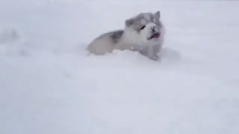 A dog playing in the snow