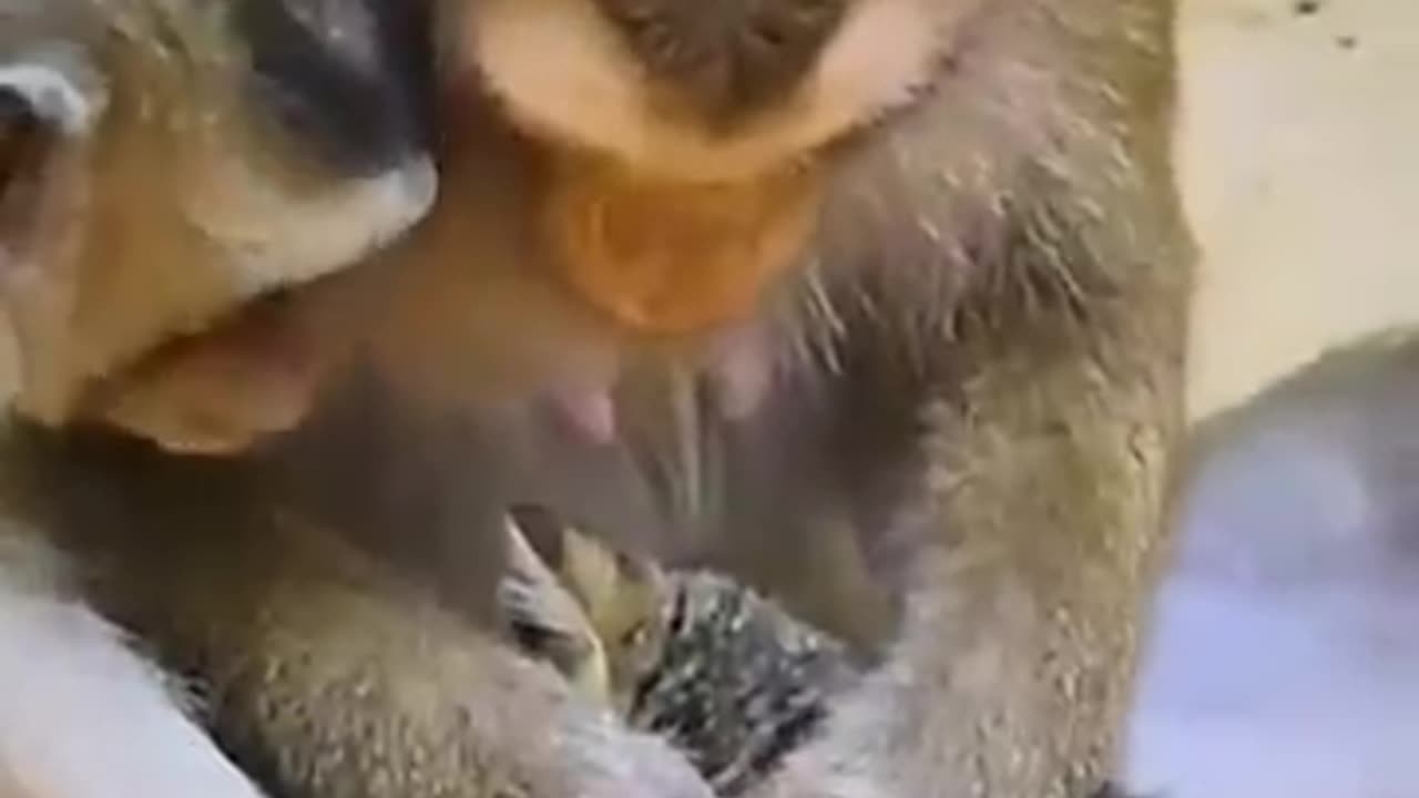 monkey and cat friendship