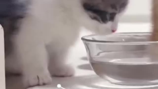 CUTE FUNNY ANIMALS Video 🤣😂