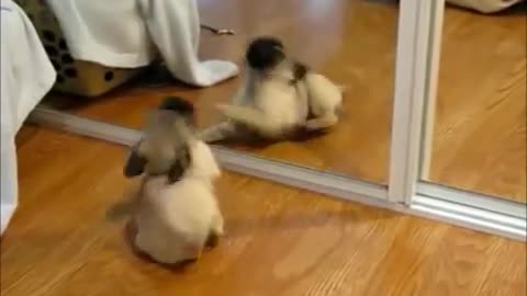 These crazy animals surely make you laugh