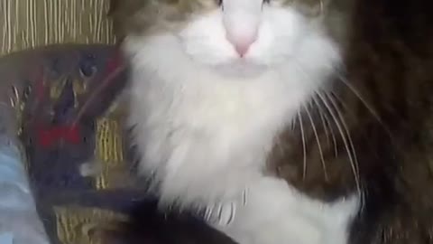 Cat sings to the music