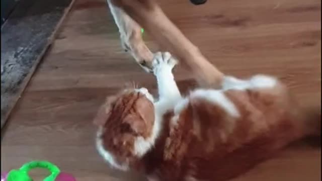 Funny Cats and Dogs Video # 2