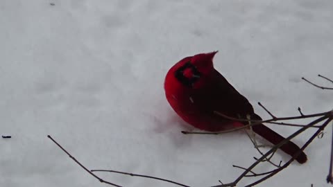 Cardinal