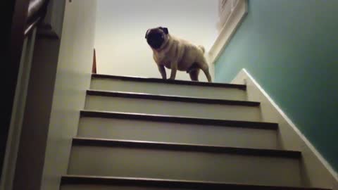 Magic Pug - The Stairs Are Lava