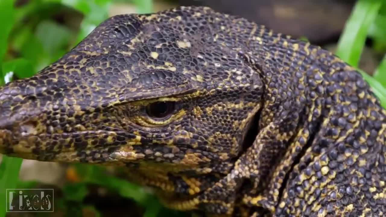 THE BEAUTY OF ANIMALS - CHARACTERS OF NATURE