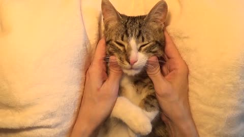 Adorable Little Cat Purrs