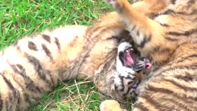 Two little beasts of prey