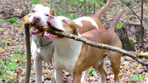 Cute Dogs showing Team work....