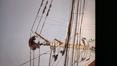 Escaped chimp,runs on power lines