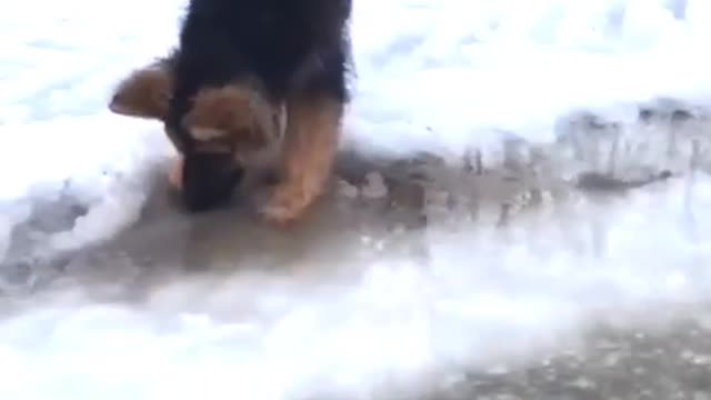 Dog Eating a Delicious Ice