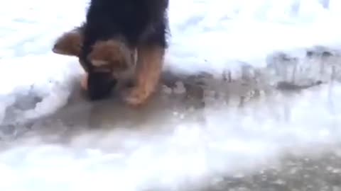 Dog Eating a Delicious Ice