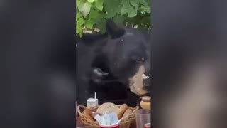 Wild bear turns up at 2 year-old’s birthday party