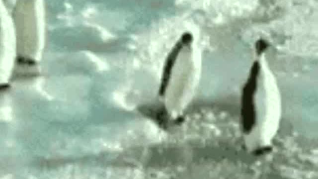 Penguin Slap! (with funny sound effects)