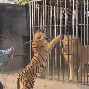 Bengal tiger wants fight with big lion