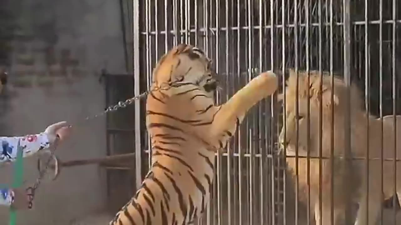 Bengal tiger wants fight with big lion