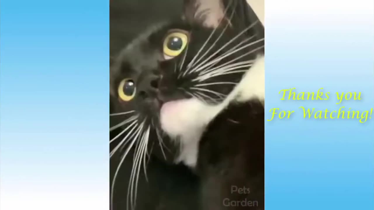 Funniest Dogs And Cats Videos 😁 Best Funny Animal Videos 2024 🥰