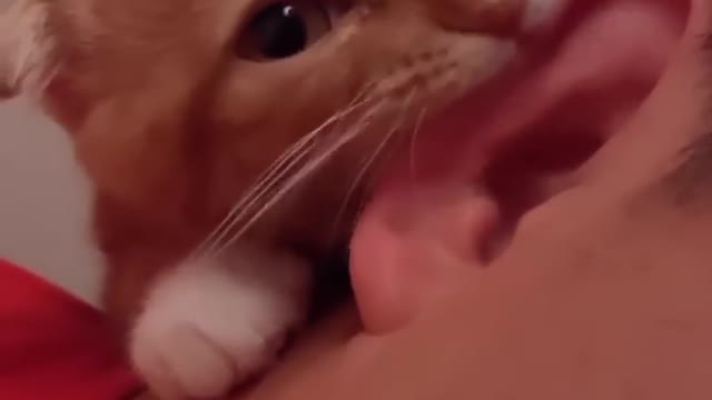 Amazing Funny Viral Cats Clips