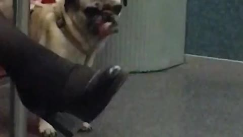 Pug with tongue out subway