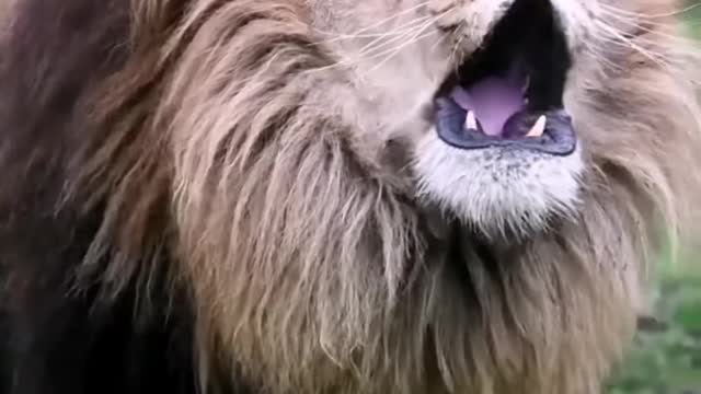 Have you seen such a lion before?