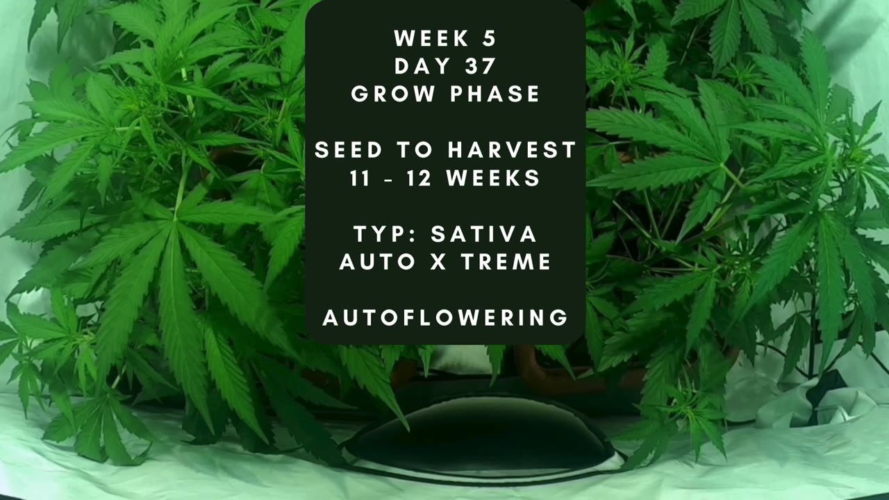 DAY 37 Cannabis grow timelapse indoor hemp weed Autoflowering X Treme