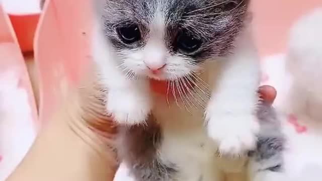 Funny pets are so cute which variety you prefer