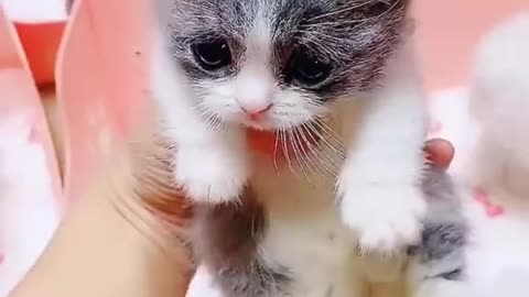 Funny pets are so cute which variety you prefer