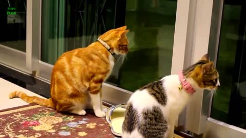 Miaw miaw miaw
