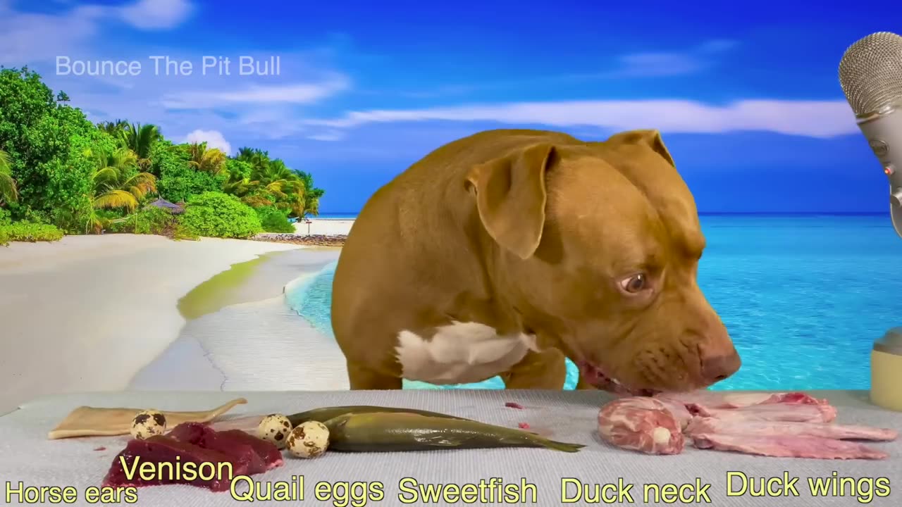 funny dog video