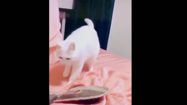 Dance cat