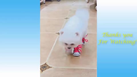 The Best FUNNY CATS Videos - Funny Animal