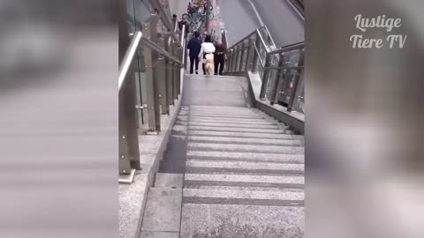 Very Cute pets and animals