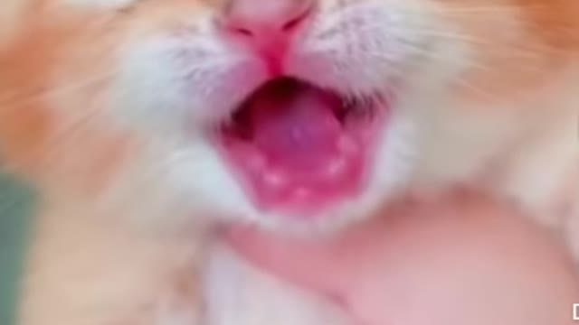 Cat crying 😸