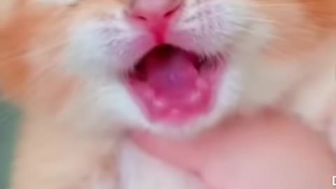 Cat crying 😸