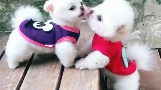 Cutest baby animals Videos Compilation Cute moment of the Animals episode : 1