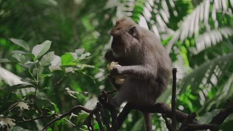 Cute monkey on the tree