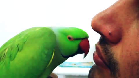 Amazing Talking Parrot So cute wow