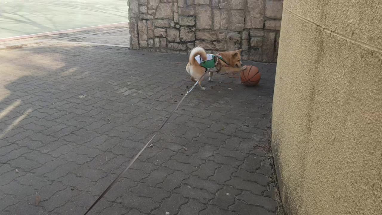 Dog playing ball for the first time to see a Korean basketball ball :)