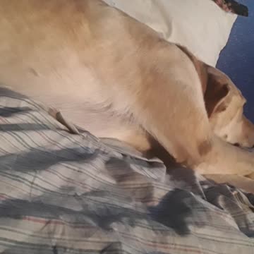 vlog 12 more vlogs comin