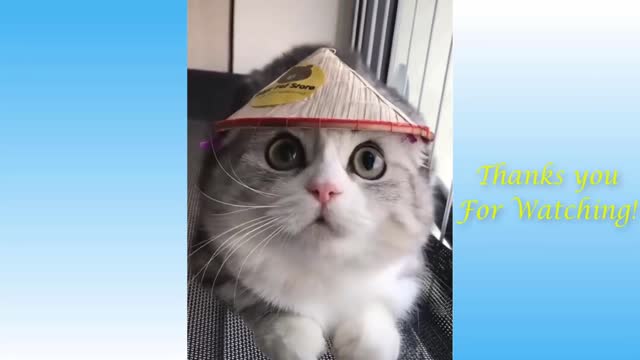 Top Funny Cat Videos of The Weeklyy