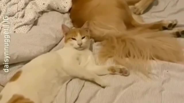 Funny dog videos 2022 || Funny Cat Videos 2022 || dogs VS Cat Compilation video 2022 ||